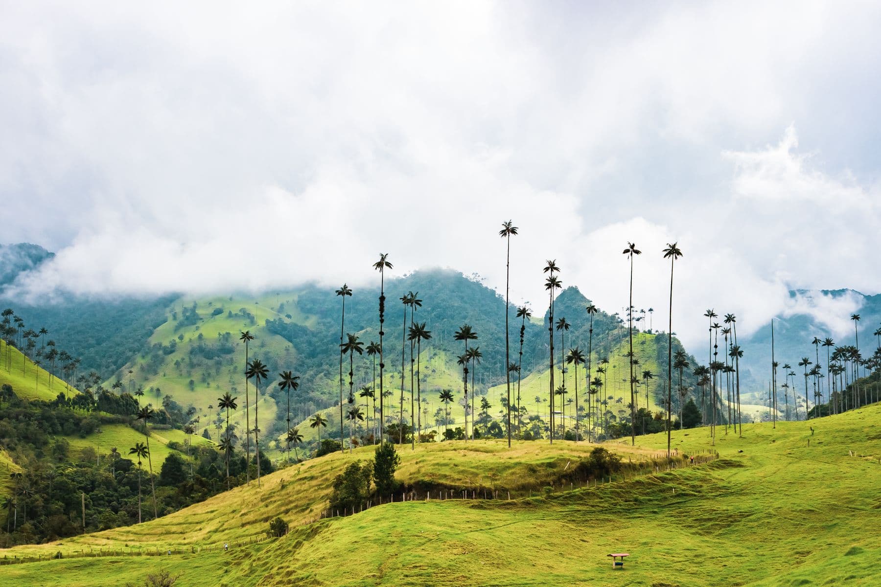 El Valle de Cocora con sus palmas de cera, Salento, Colombia
